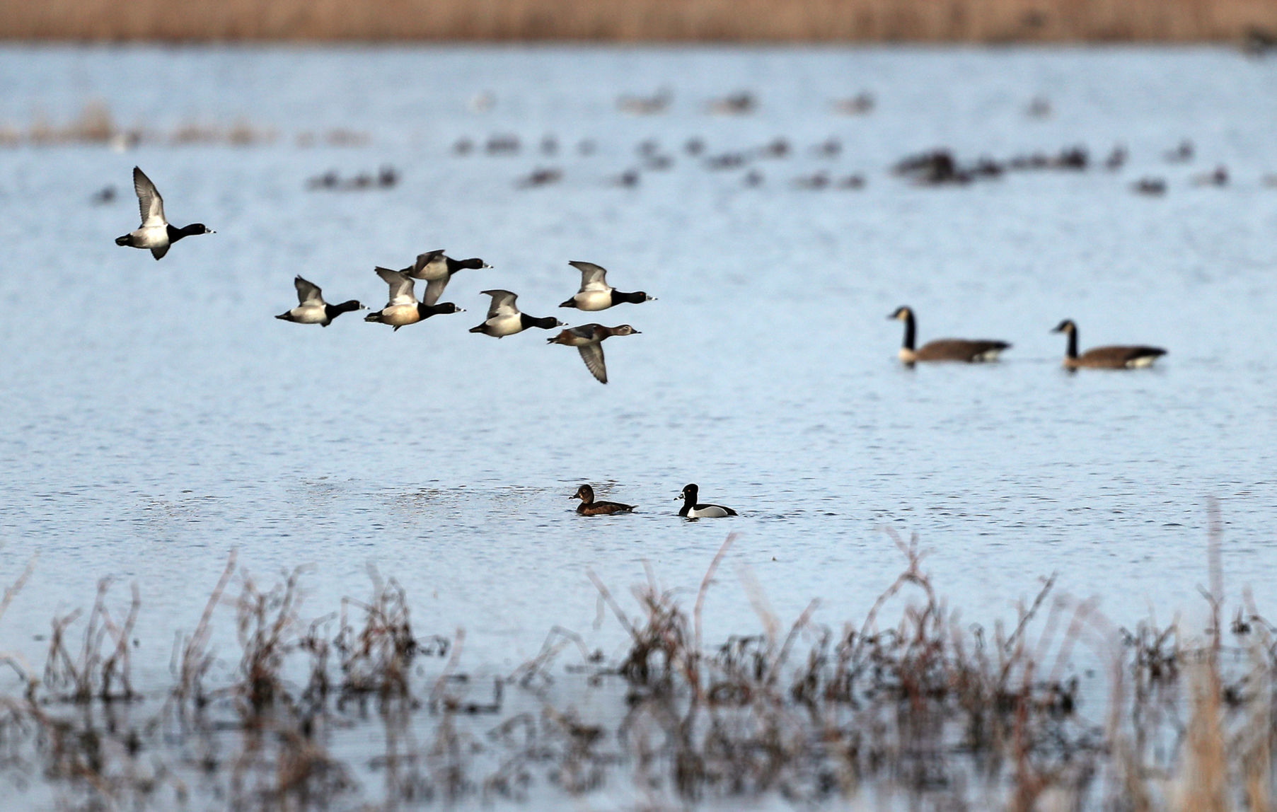 032120bp-wild-art-sweet-marsh-06